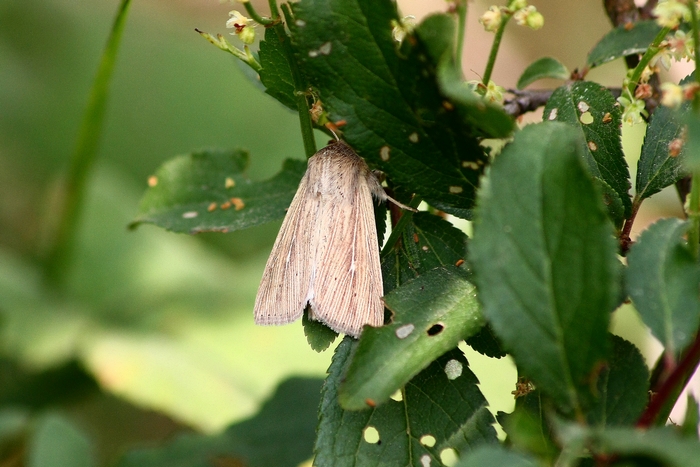 Noctuide da identificare